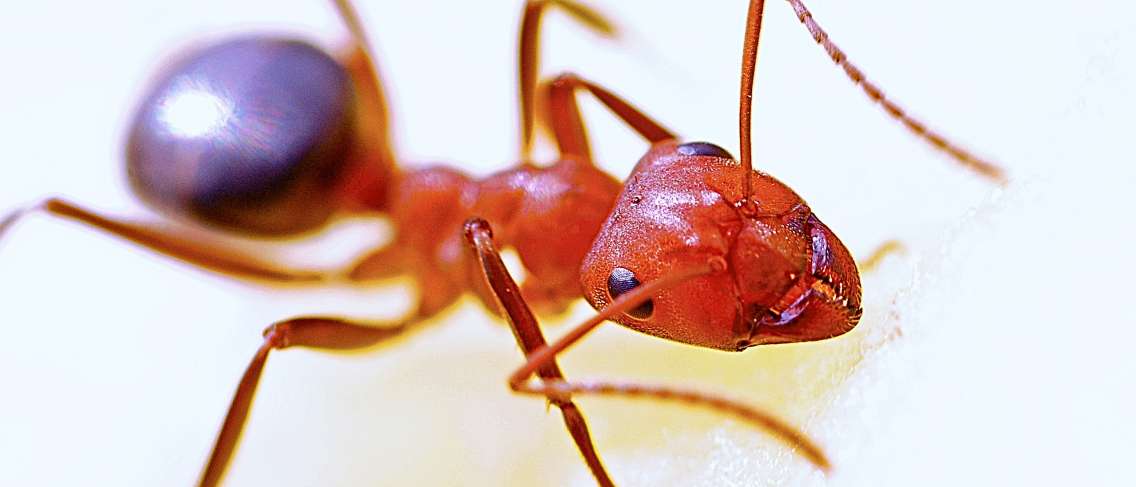 Cara Mengatasi Semut Yang Masuk Ke Telinga Guesehat Com