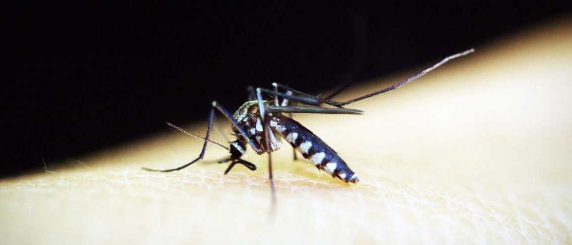 Penyakit malaria ditularkan oleh