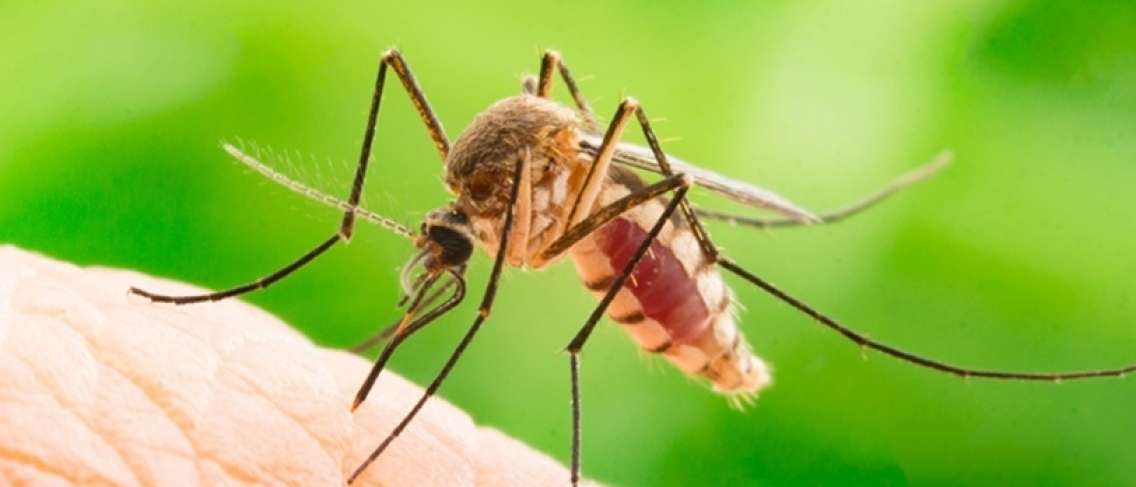 Penyakit malaria ditularkan oleh nyamuk