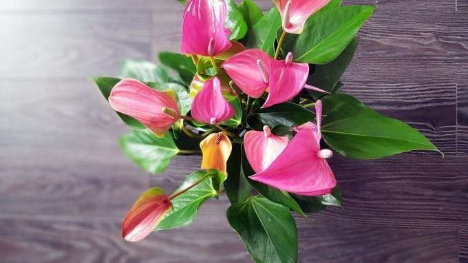 Ruang Kerja: Anthurium