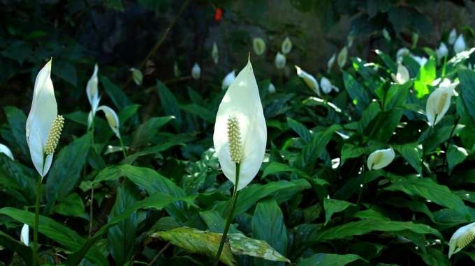 Peace Lily