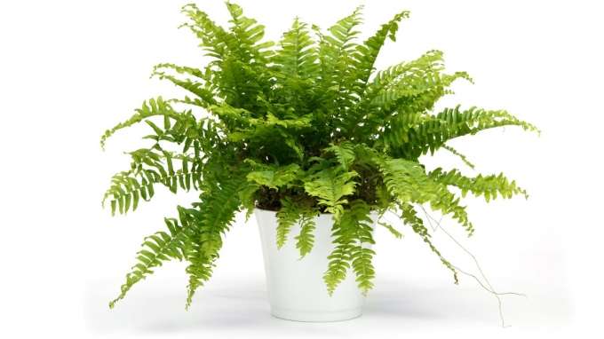 Pakis (Boston Fern)