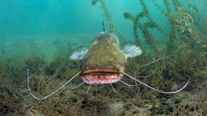 Terbaik: Ikan Lele