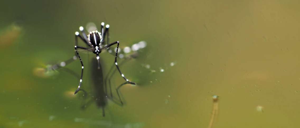 Kondisi Komorbid Seperti Diabetes dan Hipertensi Dapat Memperparah Demam Berdarah