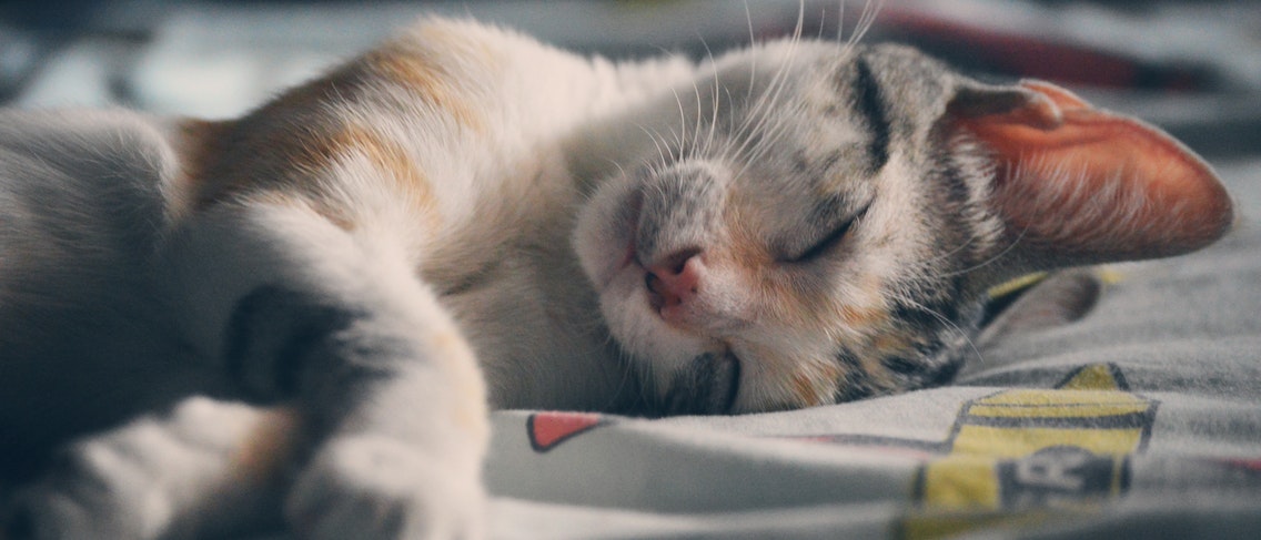 Tidur dengan Kucing, Amankah? - Guesehat