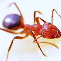 Penanganan yang Dilakukan Jika Telinga Kemasukan Semut