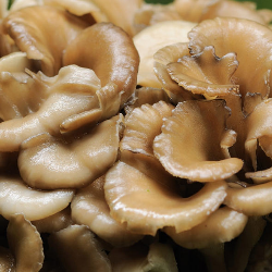 Jamur Maitake yang Lezat dan Sehat
