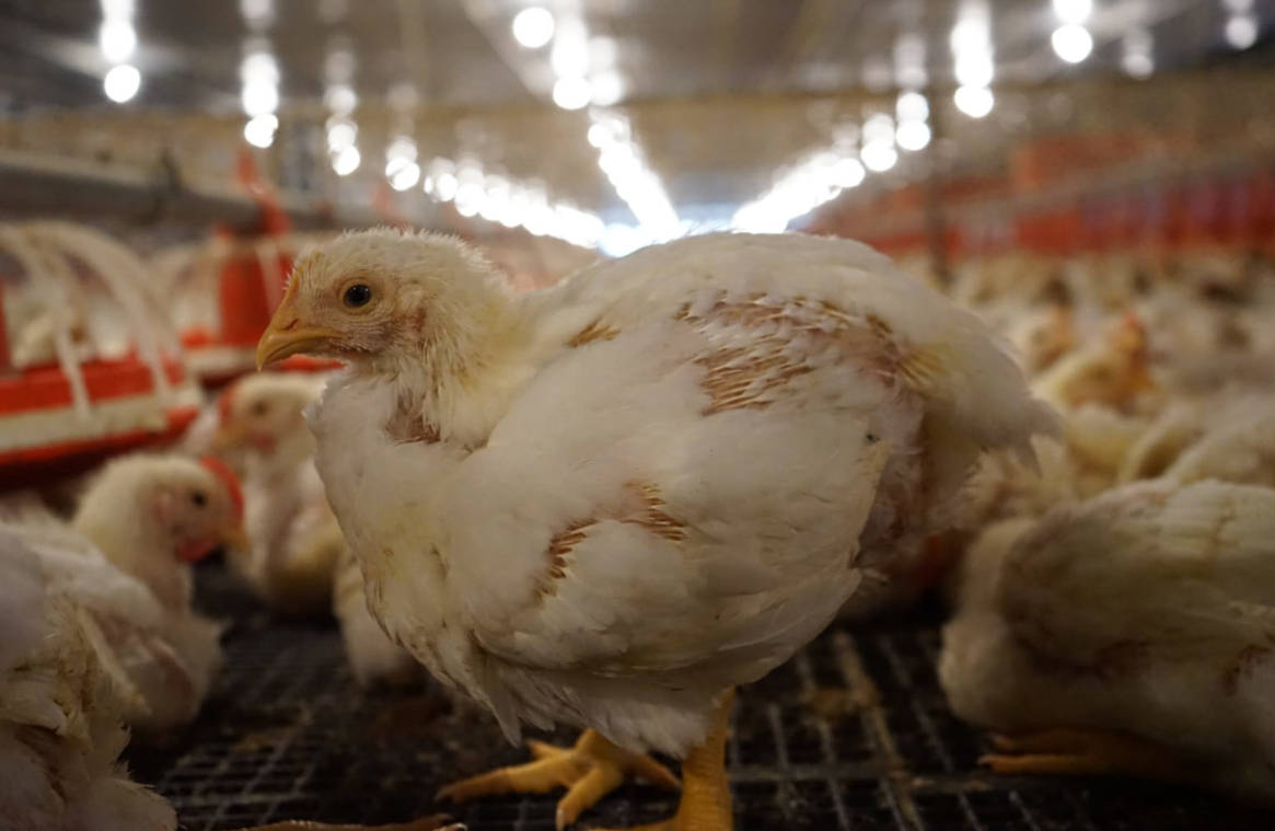 Bener Enggak Sih, Ayam Broiler Mengandung Hormon?