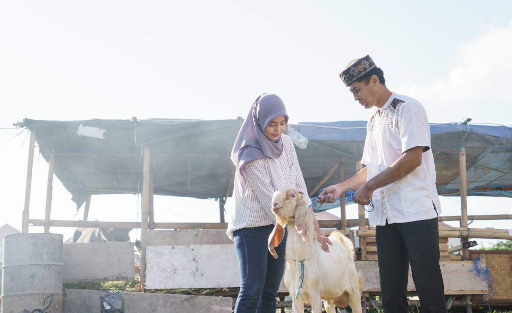 Keluarga sedang membawa hewan kurban
