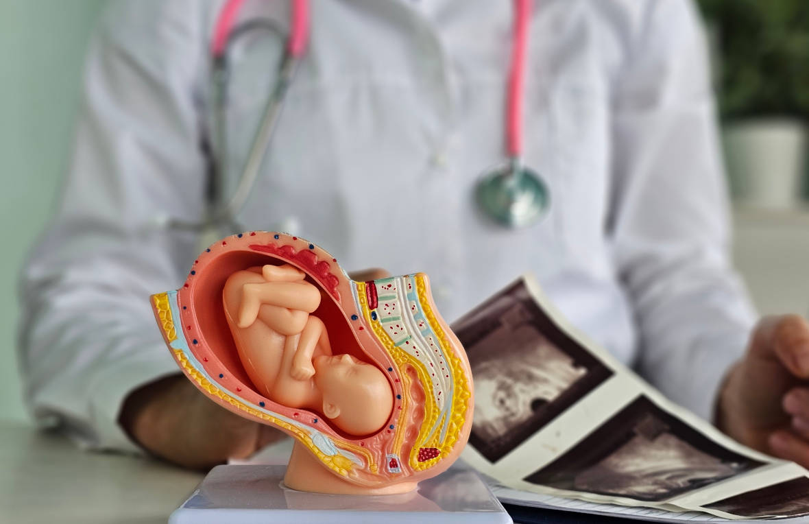 Tahap Perkembangan Janin dari Minggu ke Minggu