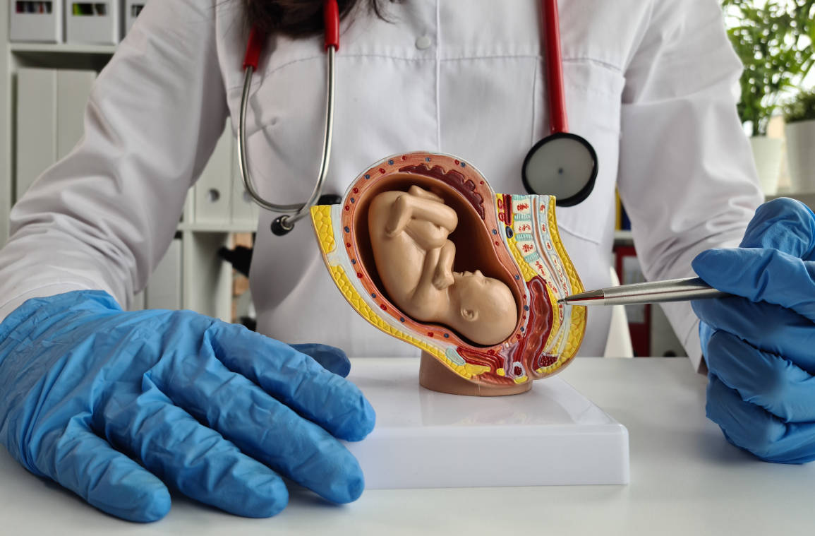 Dokter sedang menunjukkan plasenta
