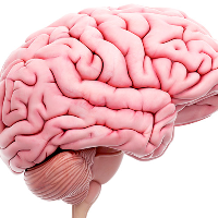 6 Fakta tentang Meningitis yang Perlu Kamu Ketahui