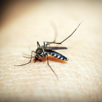 7 Fakta Pengobatan Malaria di Indonesia