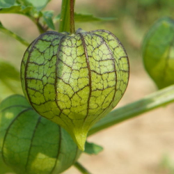 Mengontrol Gula Darah dengan Ceplukan