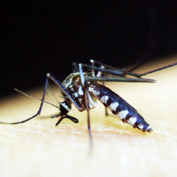 Waspada dan Lakukan Pencegahan Malaria Sebelum Terlambat!
