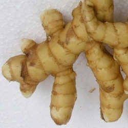 Atasi Wasir dengan Temu Mangga