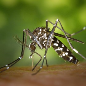 Mengapa Hanya Nyamuk Aedes Aegypti yang Menularkan DBD?