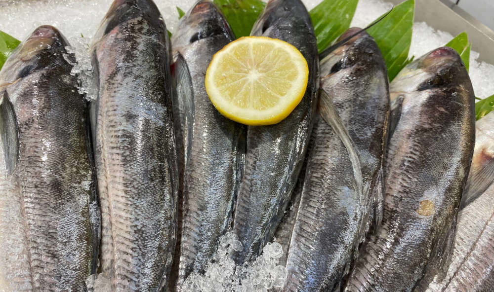 Ikan gabus