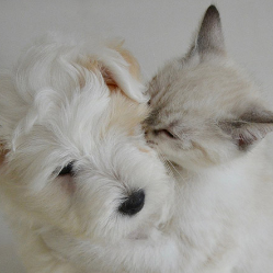 Yuk, Mengenal Lebih Dalam tentang Alergi terhadap Hewan