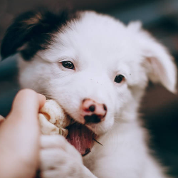 Duuh..Anjing dan Kucing Kesayangan Bisa Kena Coronavirus Enggak Ya?