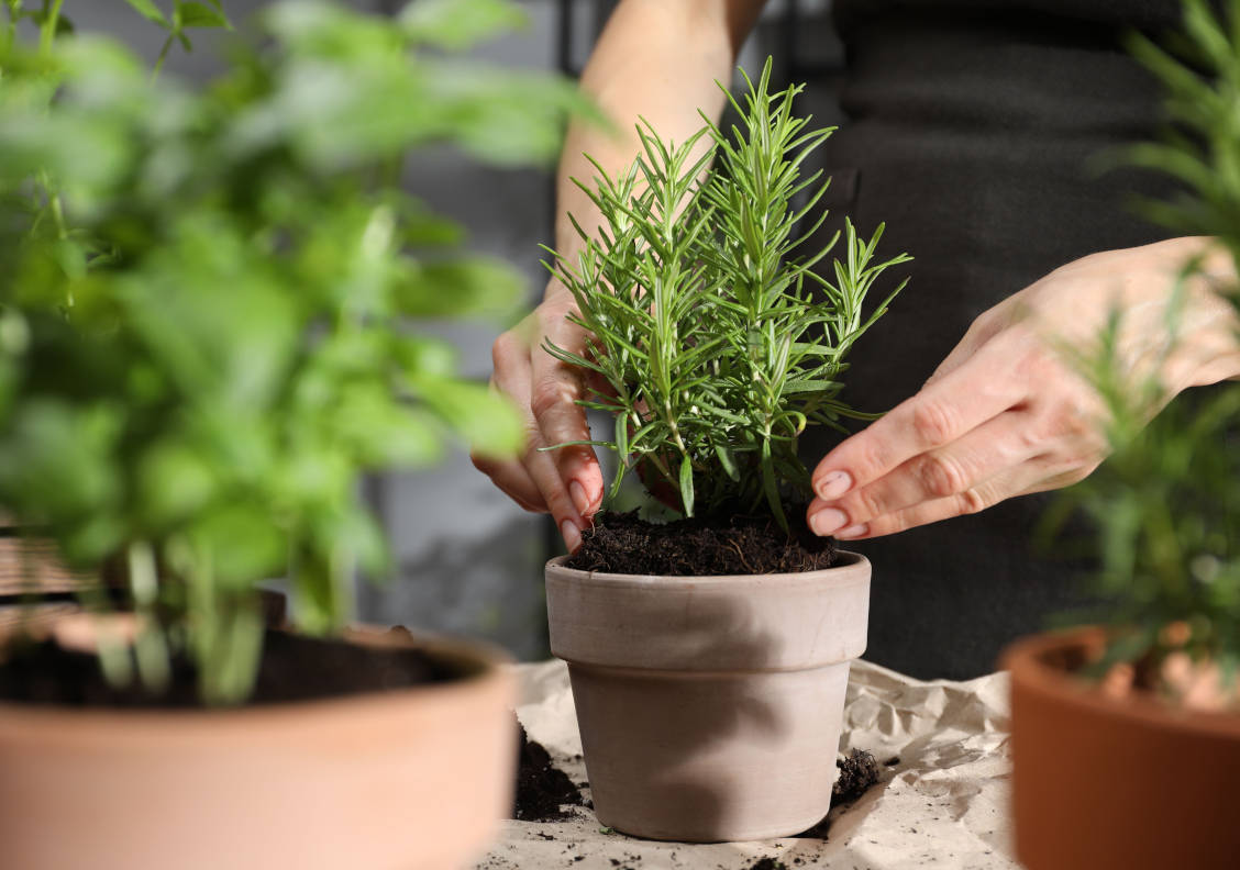 Berencana Hijaukan Rumah, 11 Tanaman Tahan Panas ini Pas Jadi Pilihan