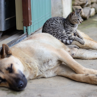 Bagaimana Mengatasi Gigitan Hewan Peliharaan pada Anak?
