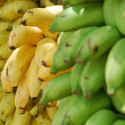 Pisang untuk Mengatasi Sembelit? Cari Tahu Kebenarannya!