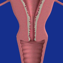 Hamil Hanya dengan Satu Ovarium, Mungkinkah?