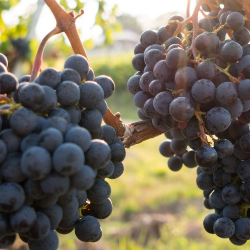 Bolehkah Ibu Hamil Makan Anggur?