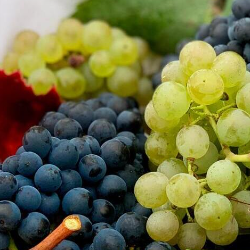 Bolehkah Ibu Hamil Makan Anggur?