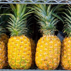 Ibu Hamil Jangan Makan Nanas, Jika Punya 3 Kondisi Ini!