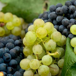 Bolehkah Penderita Diabetes Makan Anggur?