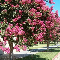 Bungur, Tanaman Peneduh Jalan yang Bermanfaat untuk Kesehatan