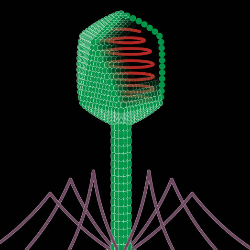 Virus, Senjata Baru Lawan Bakteri Kebal Antibiotik