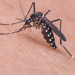 Cara Meningkatkan Trombosit pada Demam Berdarah