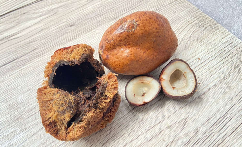 Buah zuriat