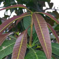 Daun Mangga Bisa Menurunkan Kadar Gula Darah?