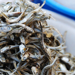 Makan Ikan Teri Bisa Mencegah Osteoporosis