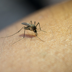 Demam Berdarah Dapat Bahayakan Janin, Bumil Wajib Waspada!