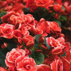 Efek Psikologis Warna Merah, Gambarkan Ambisi Hingga Amarah