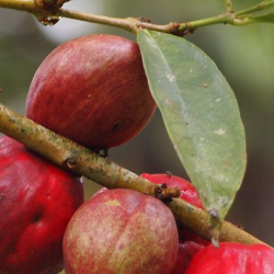 Empat Tanaman Herbal Ini Bisa Bantu Meredakan Batuk dan Melegakan Tenggorokan!