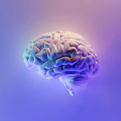 5 Jenis Otak Penentu Kepribadian, Apa Jenis Otak Kamu?