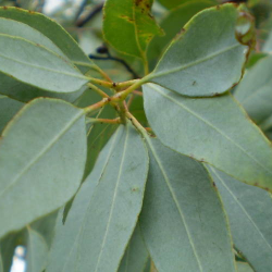 Viral Eucalyptus sebagai Antivirus Covid-19, Apa Saja Khasiatnya?