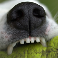 Fakta Di Balik Vaksin Anti Rabies