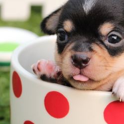 Ngaku Pecinta Anjing? Ikuti Kuis Ini!