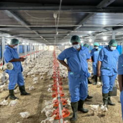 Melihat dari Dekat Fasilitas Peternakan Ayam Modern Penghasil Ayam Pribiotik