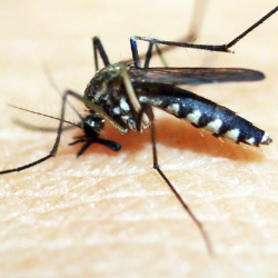 Mums, Waspadai Gejala Chikungunya pada Bayi dan Balita!