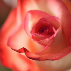 Nyeri saat Buang Air Kecil? Waspada Gejala Klamidia!