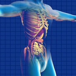 Apakah Kita Bisa Hidup Tanpa Pankreas?