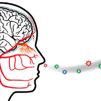 Hilang Penciuman dan Pengecap Jadi Tanda Infeksi Coronavirus?